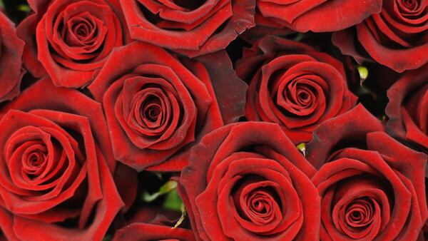 FILE PHOTO: A Spokane, Washington, man is making sure that women who are alone on Valentine's Day are not forgotten by delivering roses.