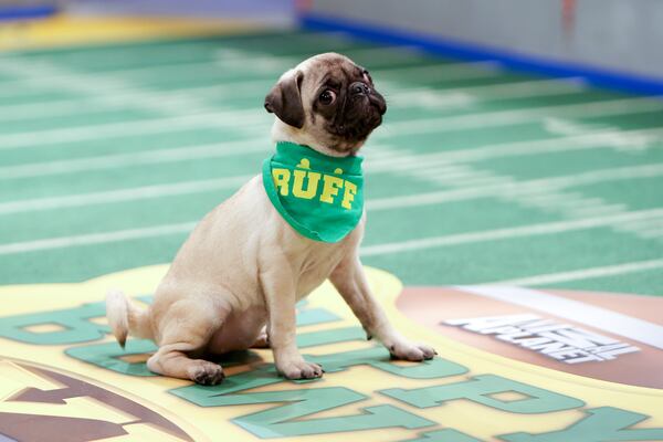 Puppy Bowl 2014 No way you can get deflated watching the "Puppy Bowl XI." CREDIT; Animal Planet