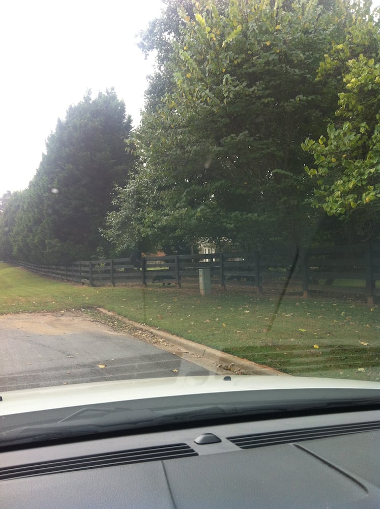 Black bears spotted in Cumming, GA.