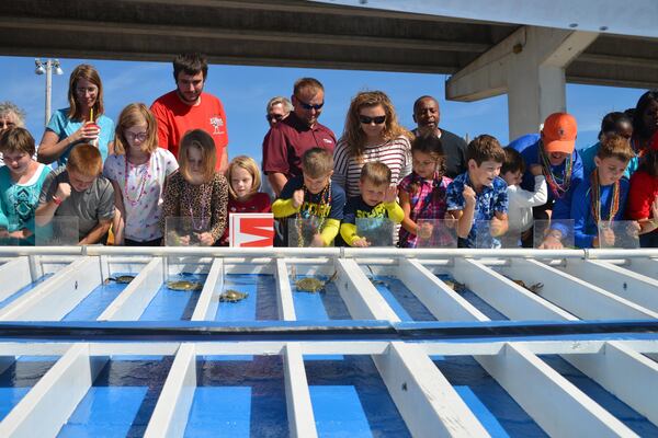 The blue crab races are always a hit at the Florida Seafood Festival in Apalachicola. Contributed by Florida Seafood Festival