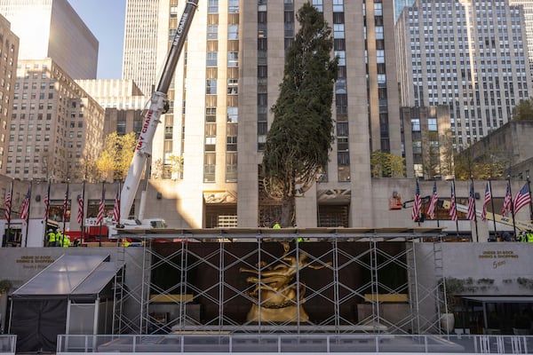 Rockefeller Center Christmas tree is lifted by a crane into place at Rockefeller Plaza, Saturday, Nov. 9, 2024, in New York. (AP Photo/Yuki Iwamura)