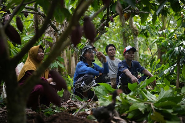 Tari Santoso, in white, rests with other farmers at a cocoa plantation in Tanjung Rejo, Lampung province, Indonesia, Wednesday, Feb. 19, 2025. (AP Photo/Dita Alangkara)