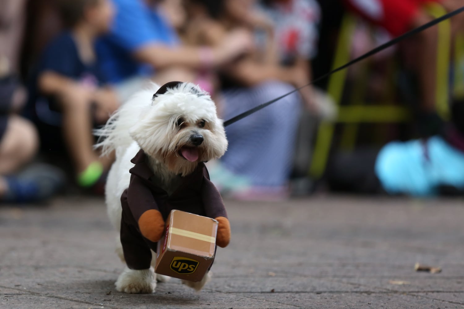 PHOTOS: Doggy Con 2019