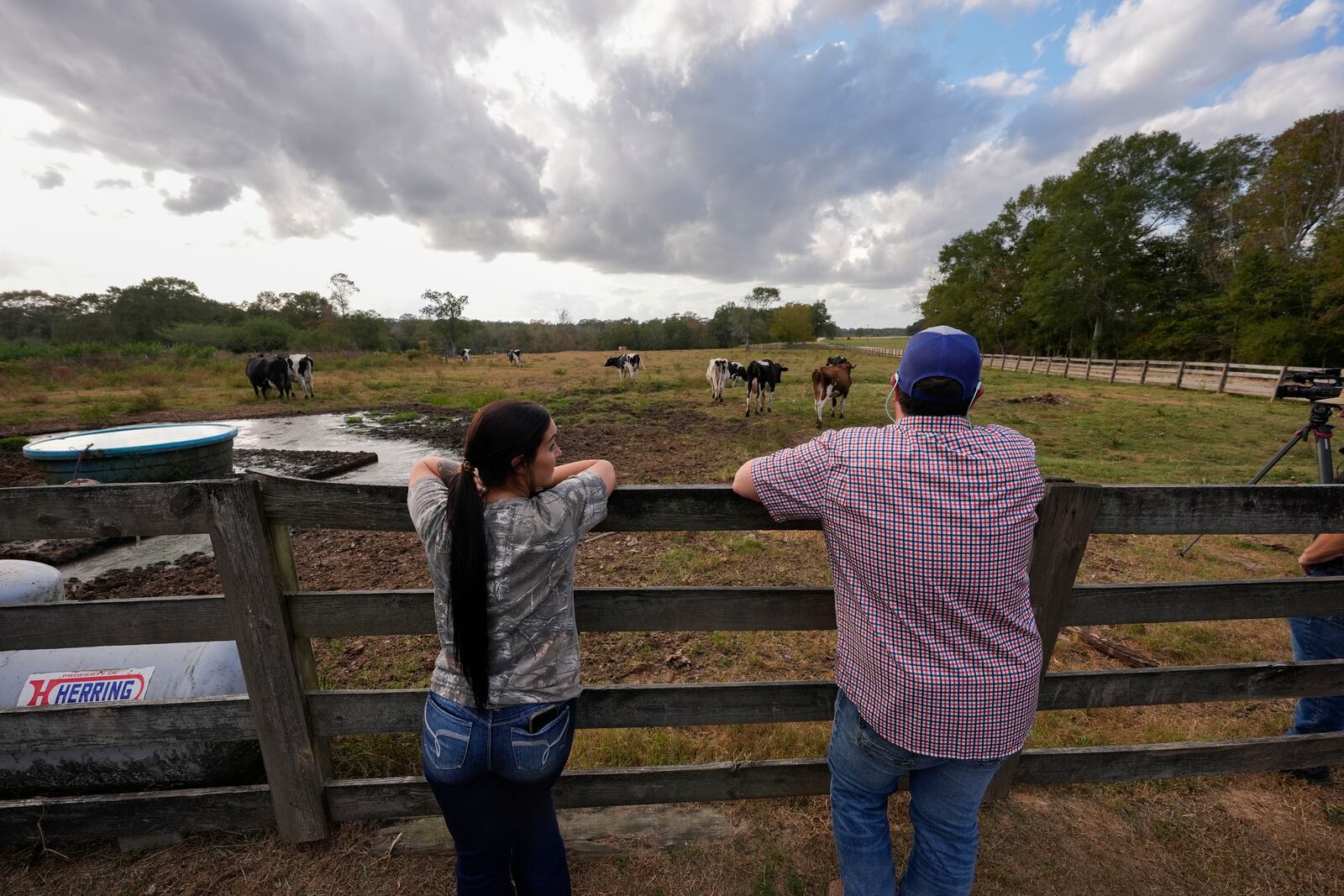 Aubrey Jarrell and his fiancé Stacey Coll watch their cows go to pasture after their 3:00 PM milking at the Jarrell Bros. Dairy Farm in Kentwood, La., Wednesday, Oct. 30, 2024. (AP Photo/Gerald Herbert)