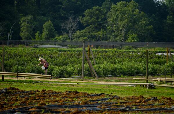 D.J. Shaw picks blueberries at Adams Farms in Fayetteville on Friday, June 15, 2012. Contributed: Jonathan Phillips Special