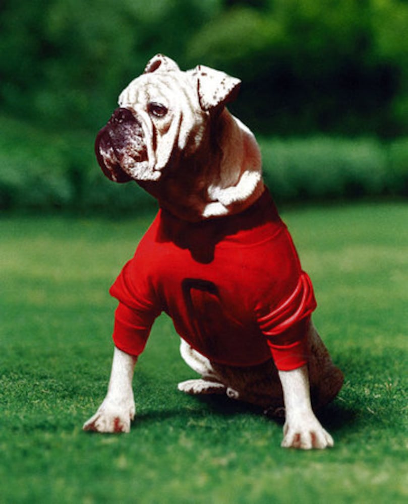 Georgia's Uga mascots