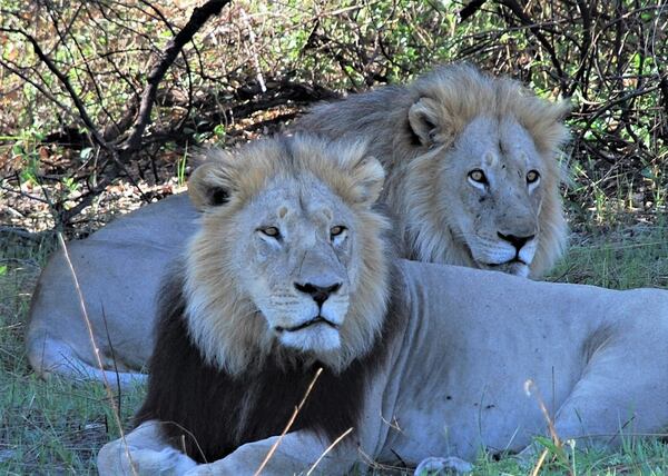 "This is a shot of two lions who our tracker said were brothers. This was in Okavango Delta (the largest inland delta in the world) in Botswana. One of the lions had a limp and our tracker said his brother was hunting for both of them - apparently very unusual according to our guide," wrote Steve Preston.