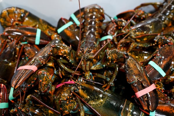 FILE - Lobsters sit in a crate at a shipping facility on Nov. 18, 2020, in Arundel, Maine. (AP Photo/Robert F. Bukaty, File)