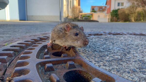 Volunteer firefighters and members of an animal rescue organization freed a rat stuck in a manhole cover in Bentheim, Germany.