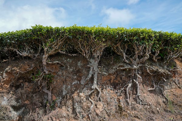 The roots of tea plants are visible at a tea estate in Nilgiris district, India, Wednesday, Sept. 25, 2024. (AP Photo/Aijaz Rahi)