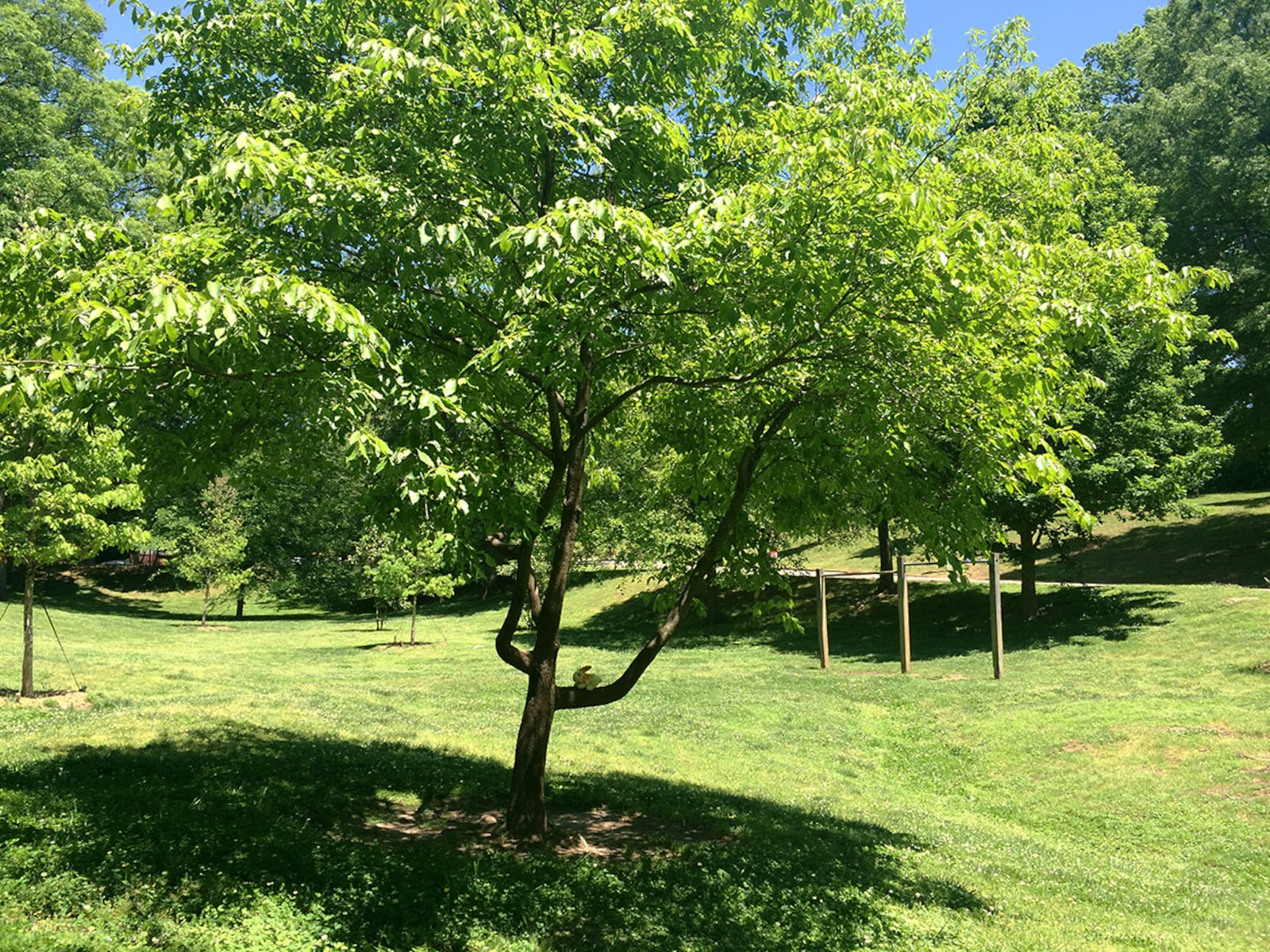 Sally the Climbing Tree