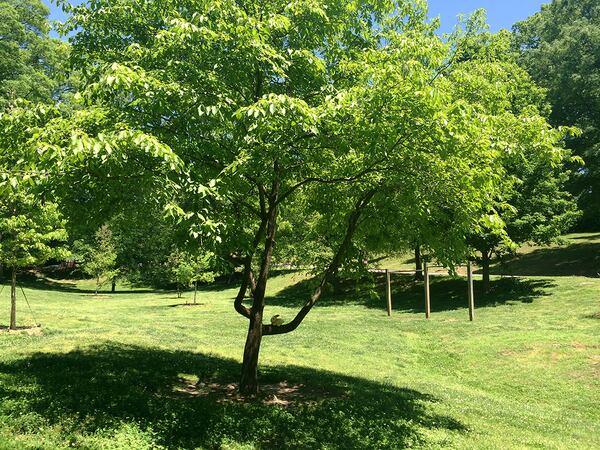 Sally the Climbing Tree