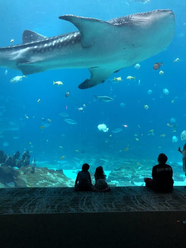 “I took this picture of my two grandchildren at the Georgia Aquarium,” wrote Annette Harlow.