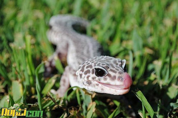 See and buy reptiles at Repticon in Lawrenceville.