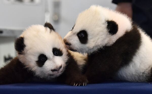 Using innovative techniques, keepers at Zoo Atlanta have successfully reared two sets of twins, the only zoo in the U.S. to claim that distinction. That’s Xi Lun on the left and Ya Lun on the right. HYOSUB SHIN / HSHIN@AJC.COM