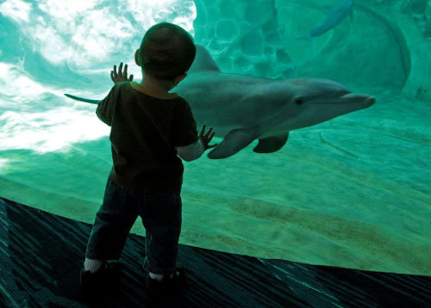 Dolphin exhibit opens at Georgia Aquarium