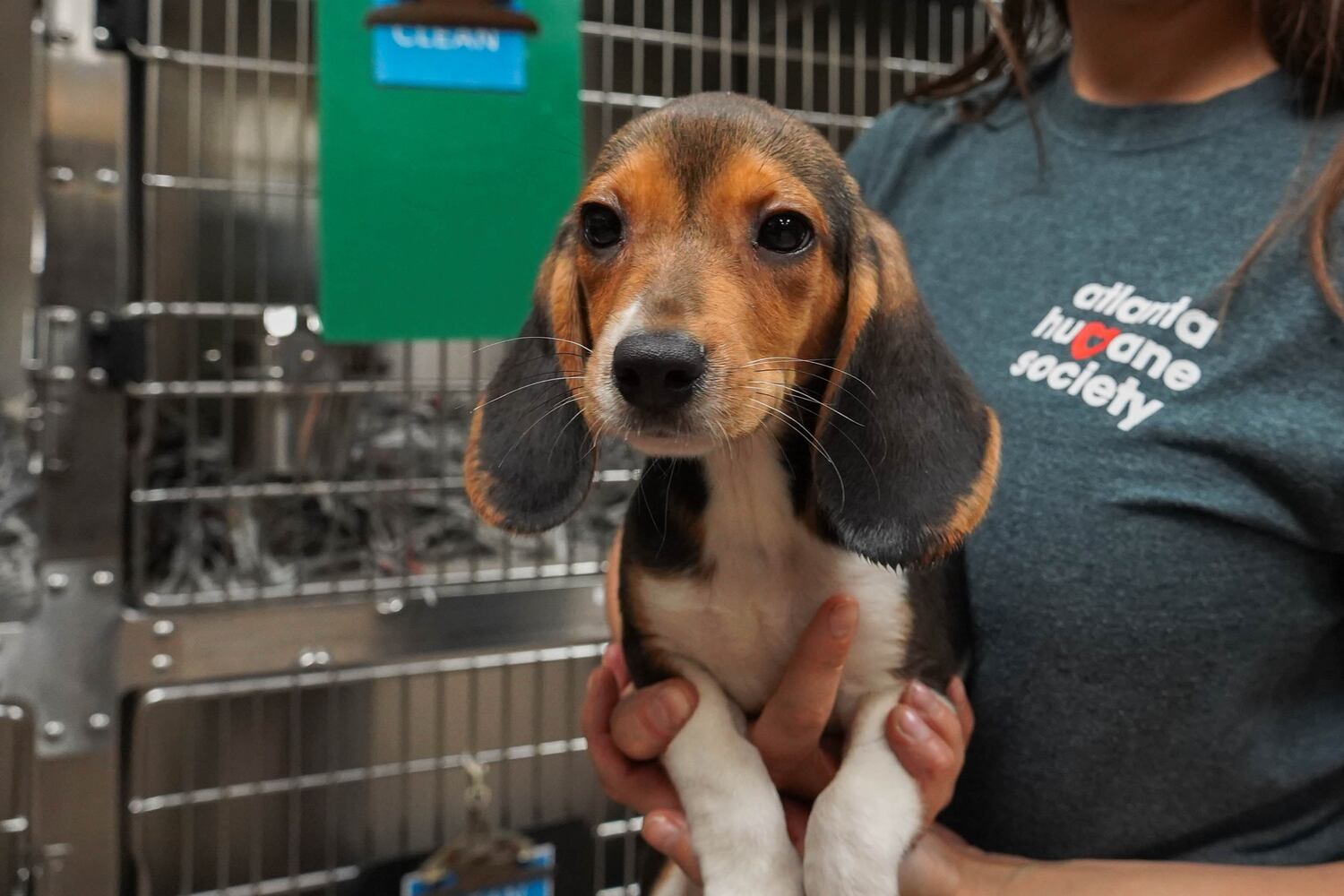 Atlanta Humane Society rescues dozens of dogs from animal testing breeding facility