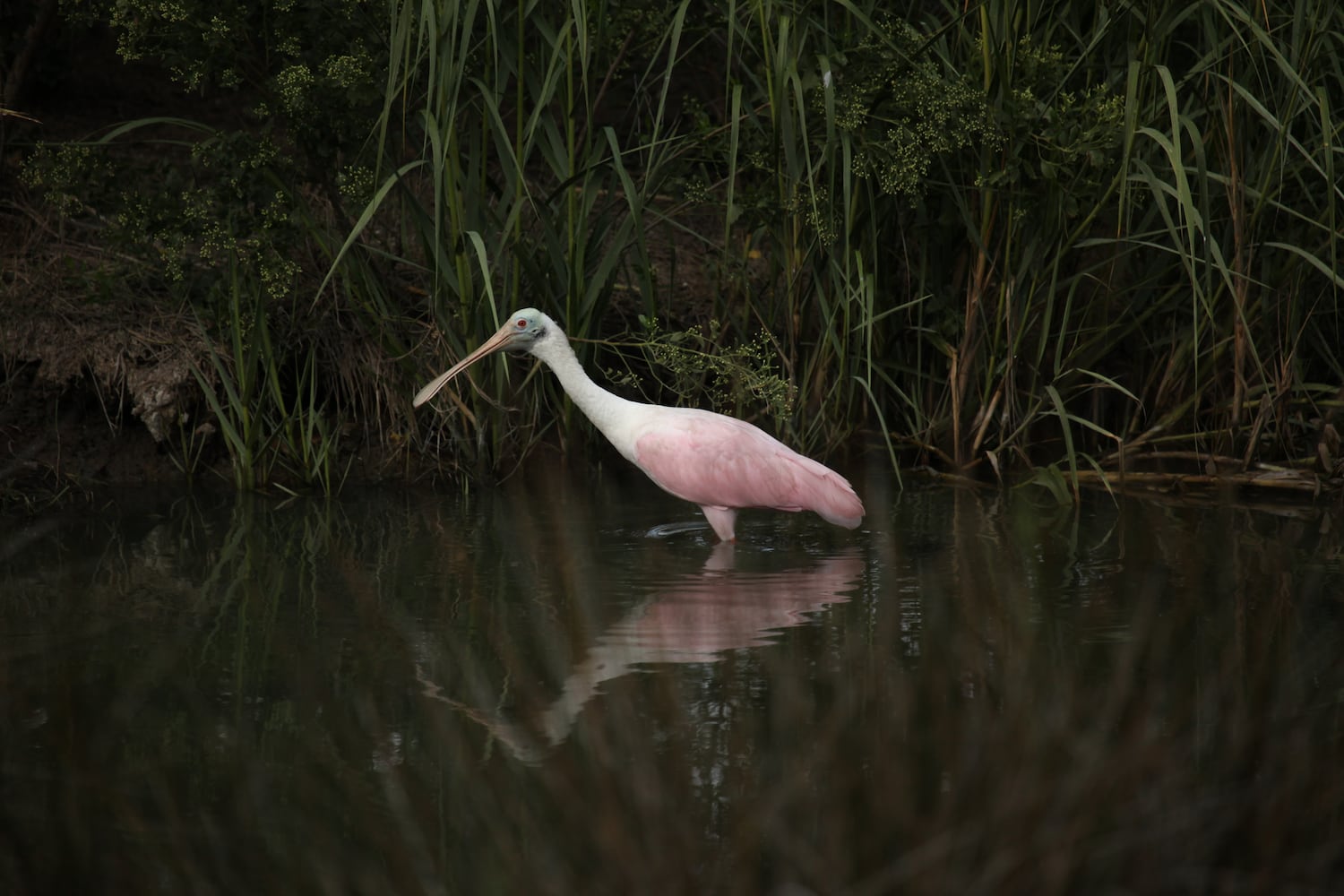 Little St. Simons Island by Britt Brown