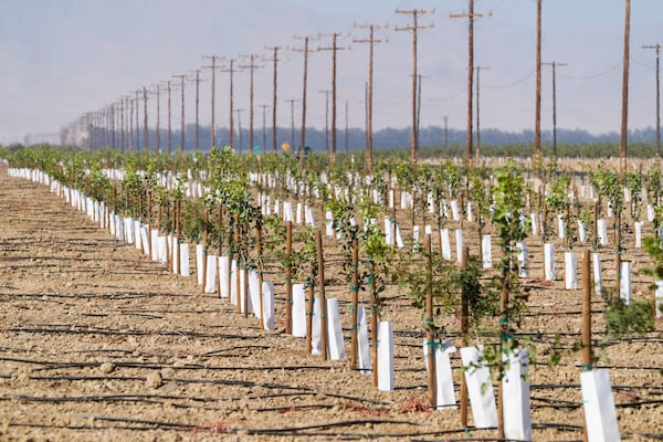 Rows of young pistachio trees are planted at the Wonderful Pistachios & Almonds in Lost Hills, Calif., on Friday, Oct. 25, 2024. (AP Photo/Damian Dovarganes)