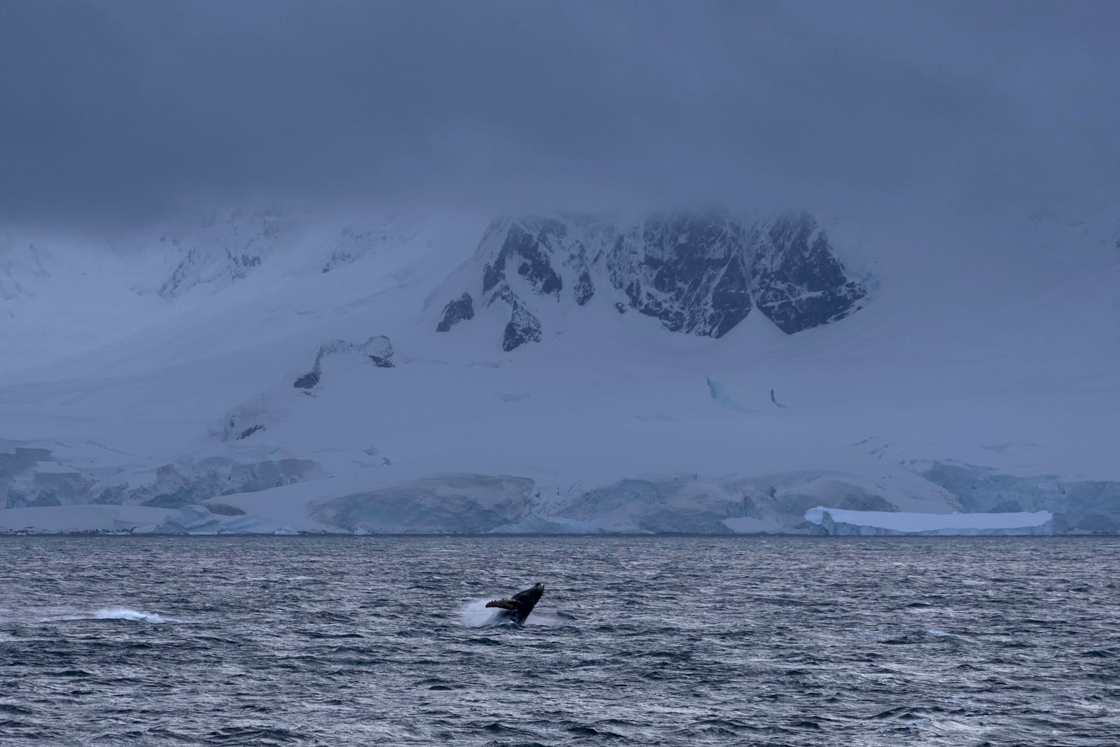 FILE - A whale breaches the surface of the Southern Ocean in front of mountains on the Antarctica Peninsula on March 15, 2023. (AP Photo/David Keyton, File)