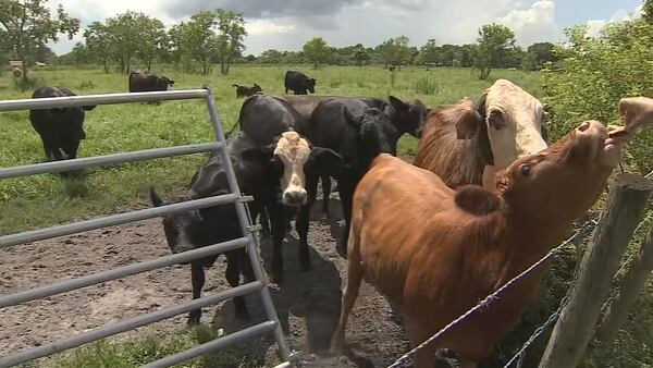 Woman feeds cows that chased suspect (WFVT.com)