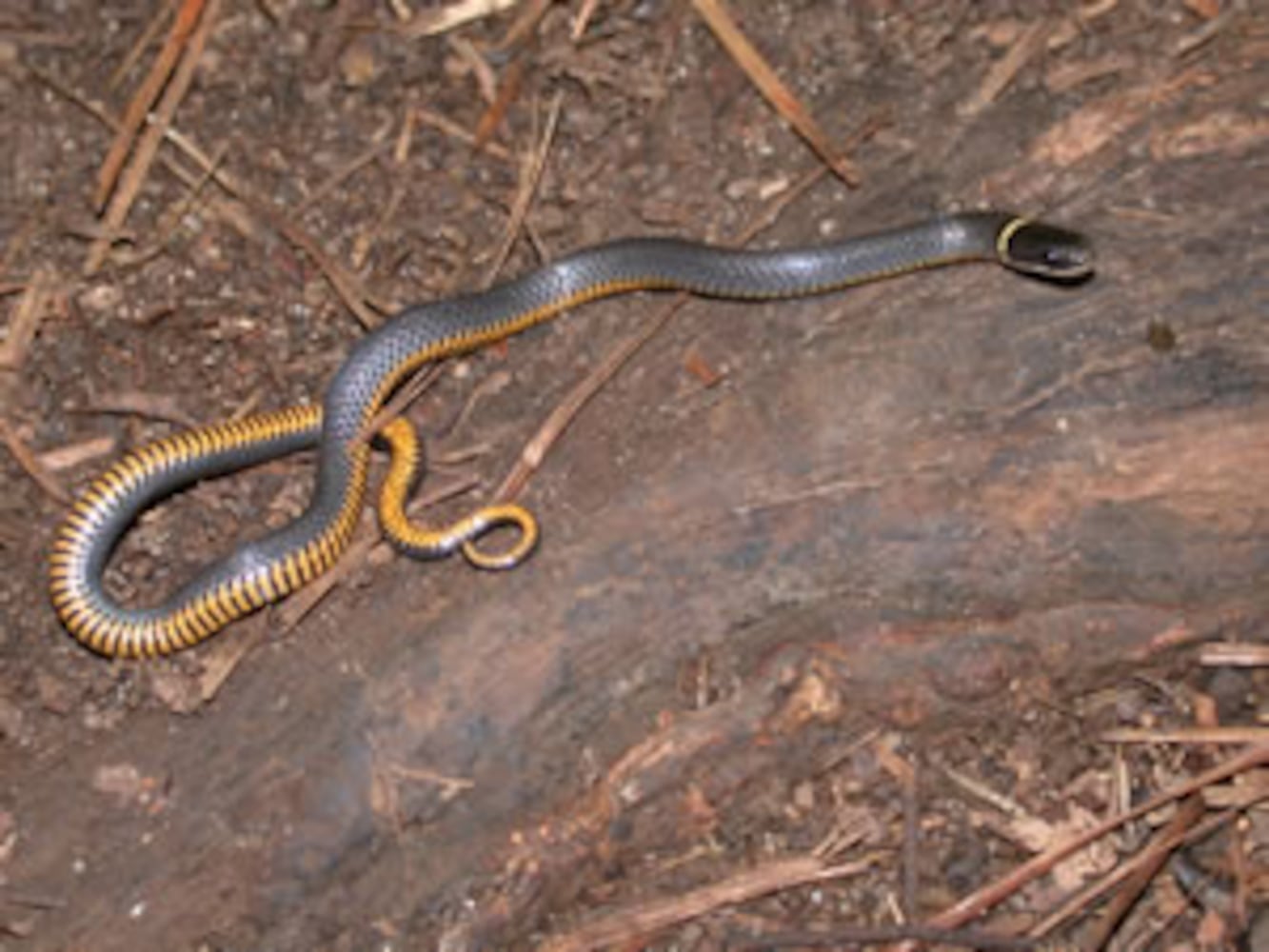 Georgia non-venomous snakes