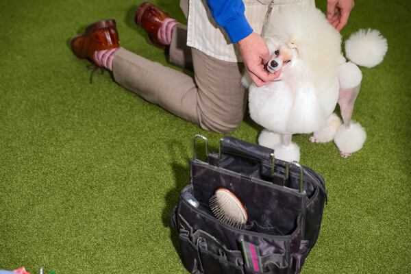 FILE - Standard poodles are groomed during judging at the 149th Westminster Kennel Club Dog show, Monday, Feb. 10, 2025, in New York. (AP Photo/Heather Khalifa, file)