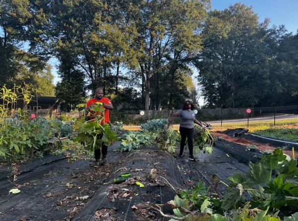 Volunteers from the Home Depot in Locust Grove worked to clear out fruits and vegetables at the community garden in McDonough on Friday, Sept. 29. (Courtesy of Henry Herald)