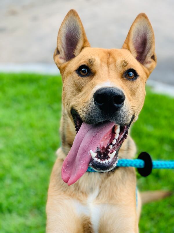 Bone is this week's adoptable pet from the folks at Lifeline. He's available to adopt or foster at the Lifeline Community Animal Center.