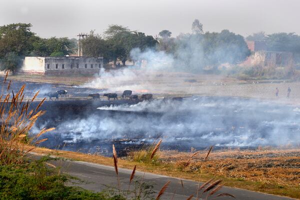 Buffalos run across as farmers burn crop residue after harvest near Agra-yamuna expressway at Mandi village some 290 kilometers (181 miles) from New Delhi, India, Sunday, Nov. 17, 2024. (AP Photo/Manish Swarup)