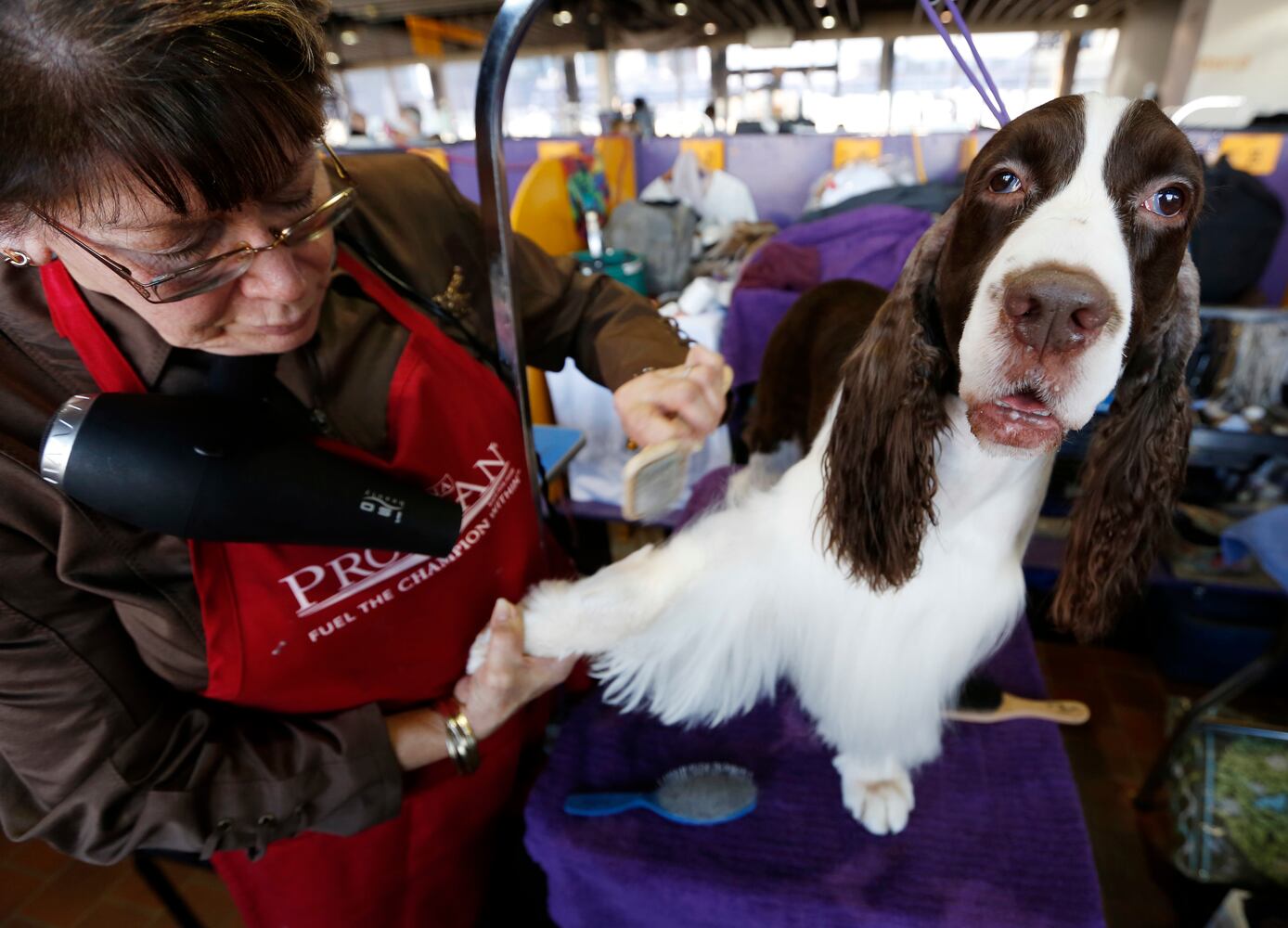 Photos: Westminster Dog Show 2018: Bichon frisé Flynn crowned best in show