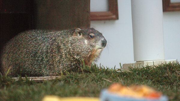 Georgia celebrity groundhog Gen. Beauregard Lee did not see his shadow Thursday, predicting an early spring.