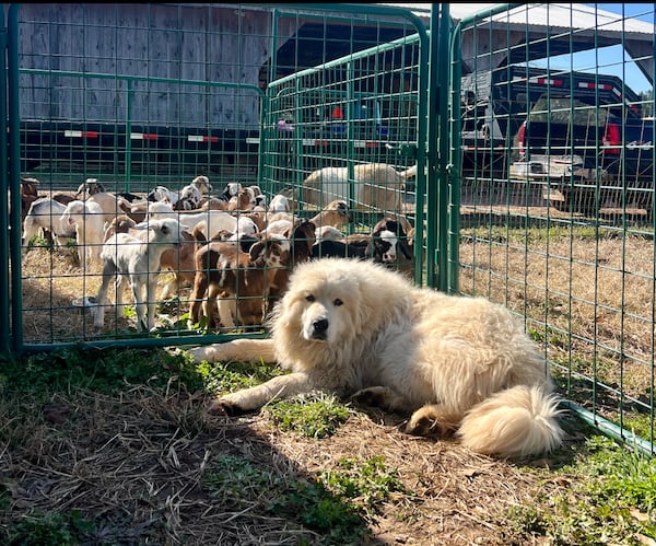 Blue Jenkins, a Great Pyrenees, spends his days hard at work, including guarding the baby goats on the Jenkins’ farm. (Courtesy photo)