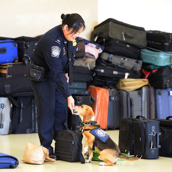 MARCH 16, 2017  NEWNAN U.S. Customs and Border Protection  Agriculture Specialist Amabelle Gella and âMurray,â K9 Beagle, perform a search during a demonstration at the National Detector Dog Training Center in Newnan, Thursday, March 16, 2017.  Murray was rescued in the Northeast Georgia Animal Shelter after sustaining obvious injuries. After his rescue, he was trained as an agriculture detector dog through the USDA.  He'll work at Hartsfield Jackson International Airport. KENT D. JOHNSON/AJC