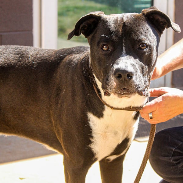 Snazzy Snickers needs a hero. She's our pet of the week from Lifeline.