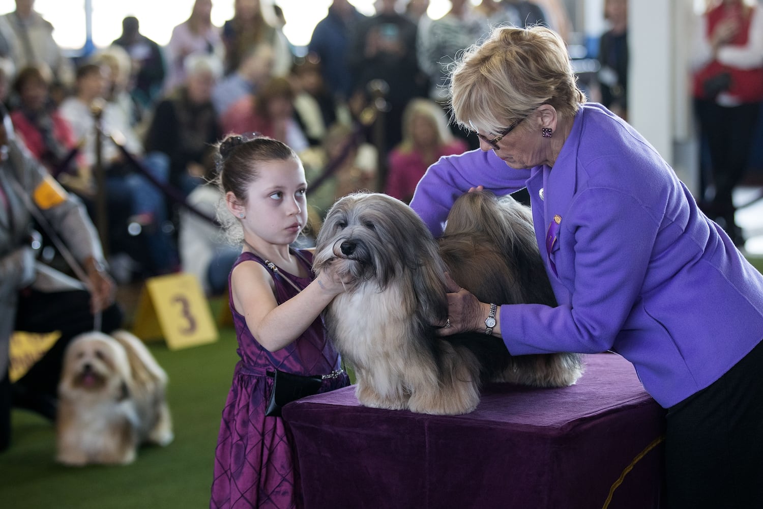 2017 Westminster Dog Show