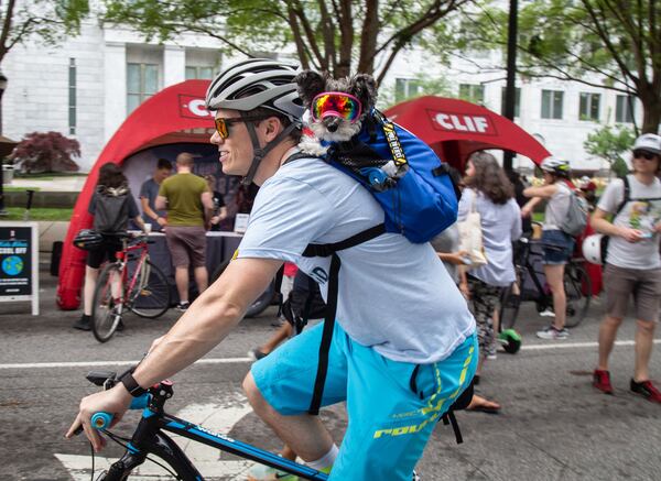 Todd Steigerwalt and his dog Pippa head down  Peachtree Street during the Atlanta Streets Alive ride on Sunday, April 7, 2019. The Atlanta Bicycle Coalition activated 3.1 miles of Peachtree Street for the Sunday afternoon ride.  STEVE SCHAEFER / SPECIAL TO THE AJC