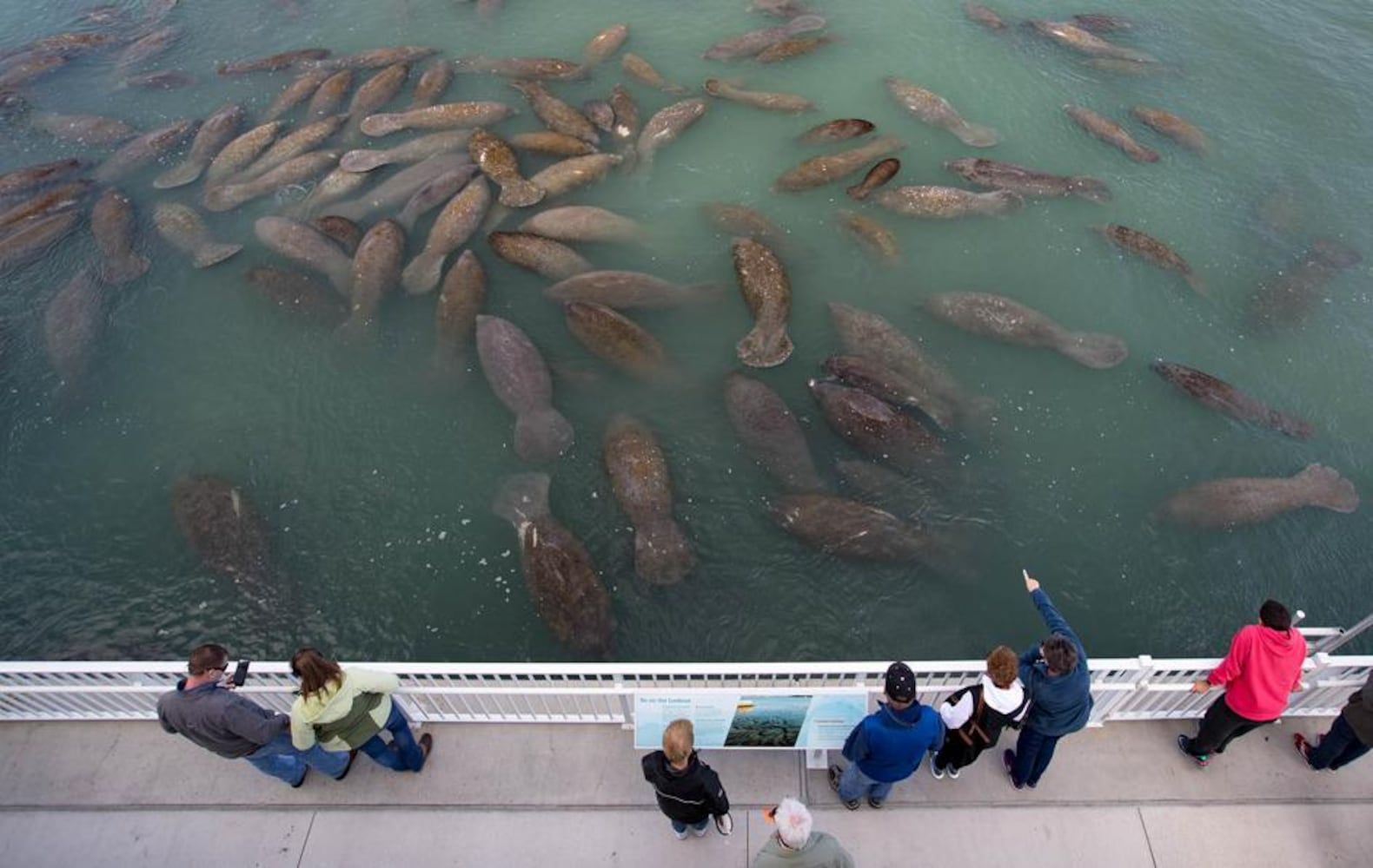 over 200 manatees keeping warm near florida power plant