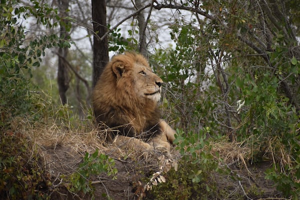 Bill Bulpitt of Dunwoody said this photo was taken September 2019 in Thornybush Game Preserve, South Africa on a Georgia Tech sponsored trip to Southern Africa.