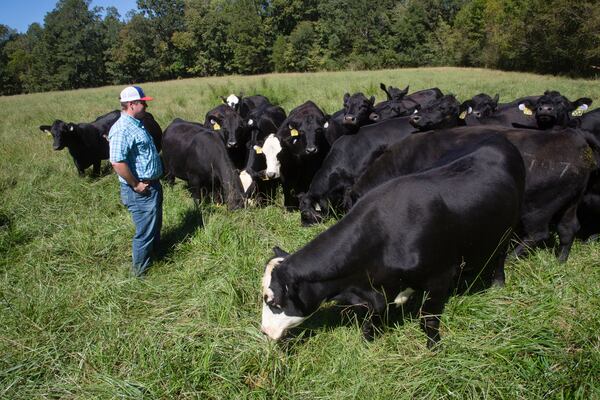 Cleve Jackson stands near some of his cows on his Cave Spring ranch Friday, September 24, 2021. STEVE SCHAEFER FOR THE ATLANTA JOURNAL-CONSTITUTION