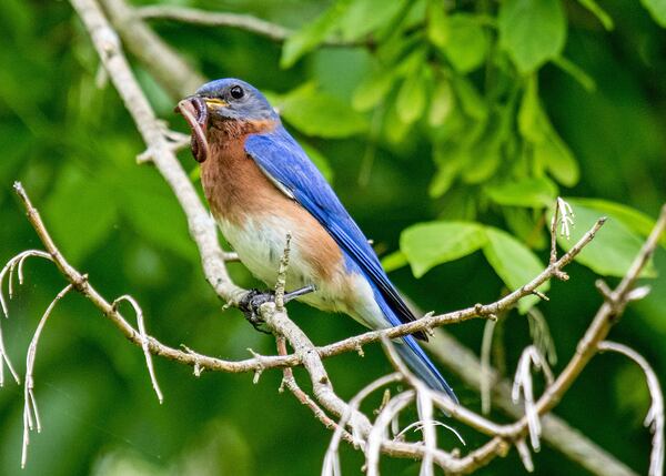 "I happened to catch this male Blue Bird on the way back to nest to feed the babies," wrote Bill Witherspoon of Woodstock.