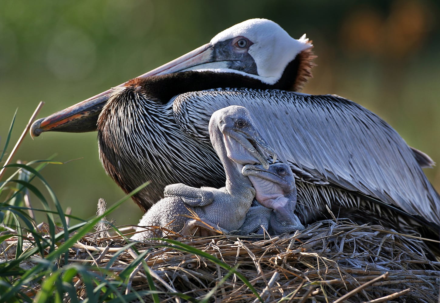 Coastal birds of Georgia