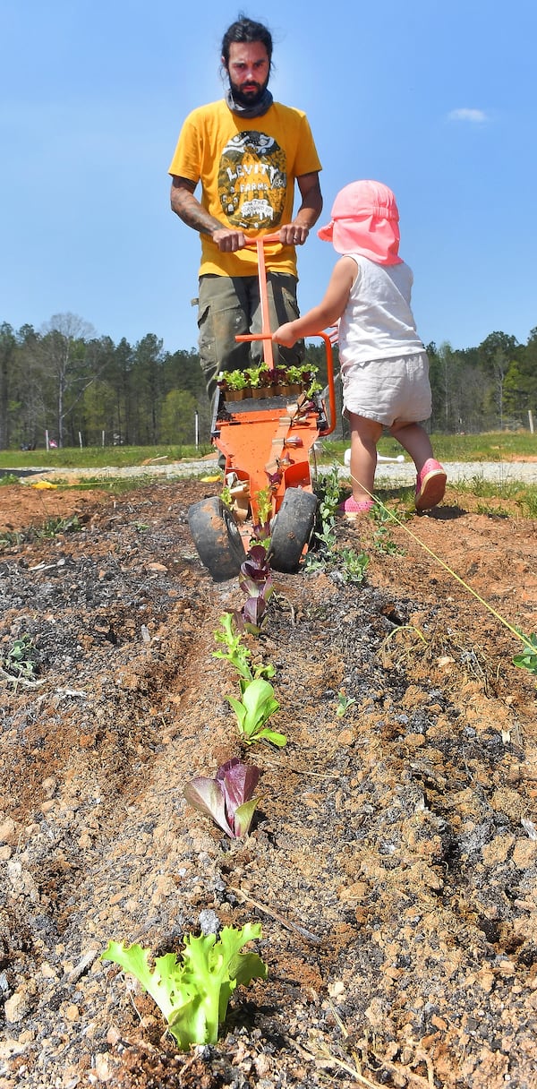 Zach Richards gets a little help from daughter Harlyn during a plant sowing session on the farm. The manual machine he's using digs a furrow, plants the young plant and covers it as the machine is pulled along. The seedlings are attached using a biodegradable paper that keeps them together just for this process. Chris Hunt for The AJC