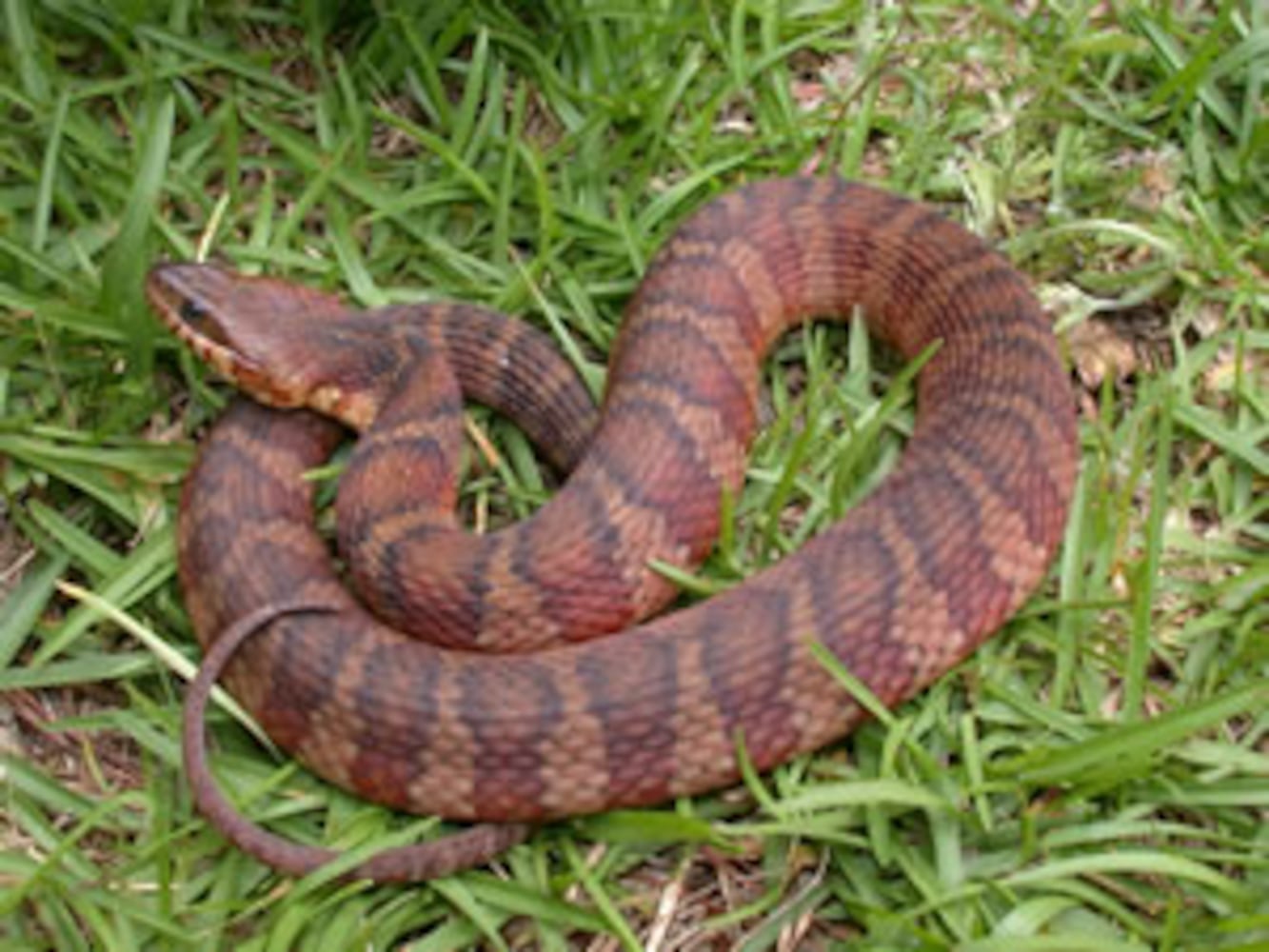 Georgia non-venomous snakes