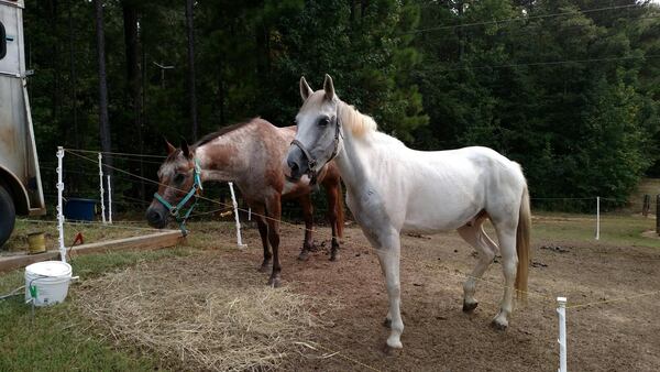 Florence evacuees Rio and Apache wait out the weather in A.H. Stephens State Park near Crawfordville, Ga. The horses, owned by Hannah Human, were evacuated from Wilmington, N.C., ahead of the hurricane. Georgia State Parks sheltered more than 2,600 evacuees from hurricane-stricken areas of the East Coast. (Photo: Georgia DNR)