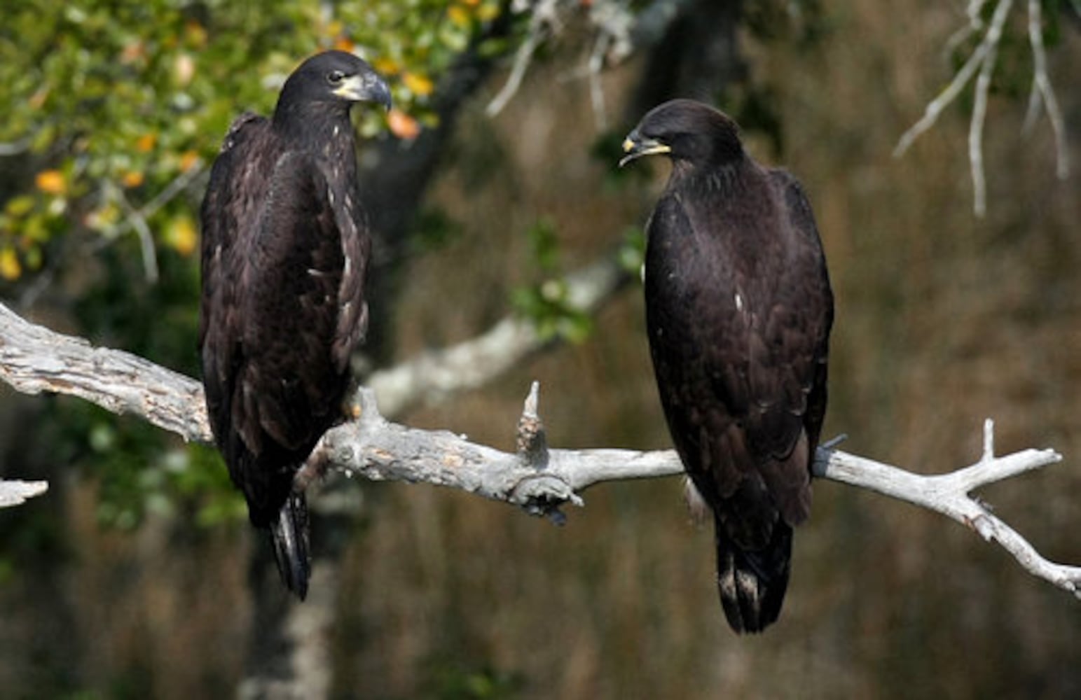 Count shows more bald eagles in Georgia