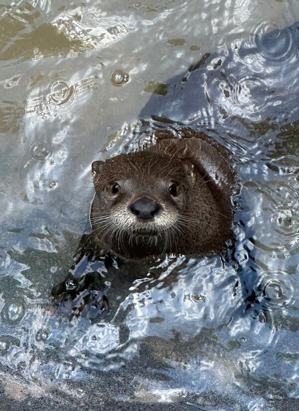 The Yellow River Wildlife Sanctuary in Lilburn in mid June opened an exhibit featuring North American river otters, including this one, which is five months old. RODNEY HO/rho@ajc.com