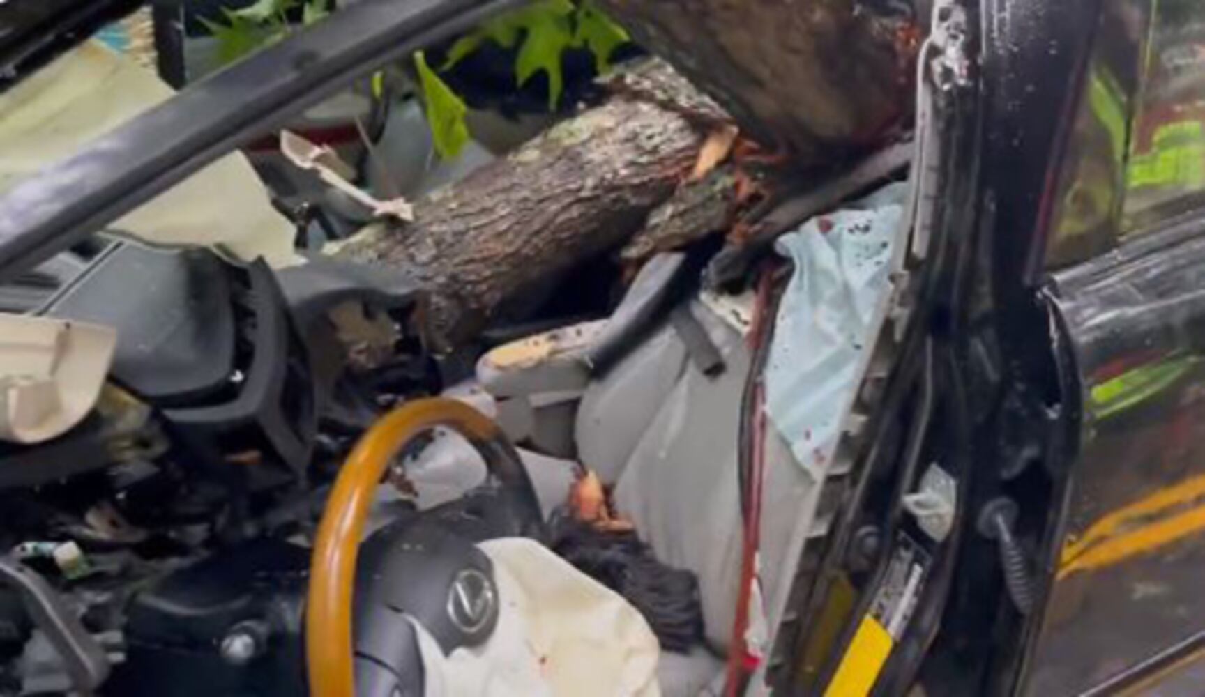 Tree crashes into car