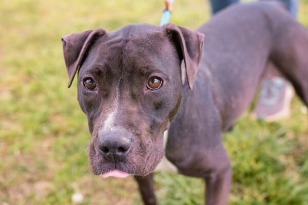 Carson is our pet of the week from the folks at Lifeline.