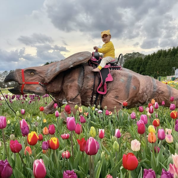 Prehistoric Nation provides live-action dinosaurs and puts on multiple weekend dinosaur shows for kids at the Yule Forest Tulip Festival in Stockbridge through March 30. Courtesy of Yule Forest